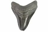 Black, Fossil Megalodon Tooth - Feeding Damaged Tip #77510-1